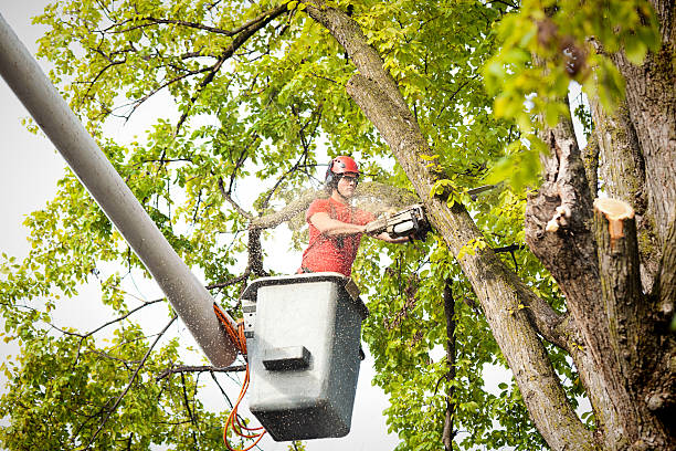 Best Tree Trimming and Pruning  in USA